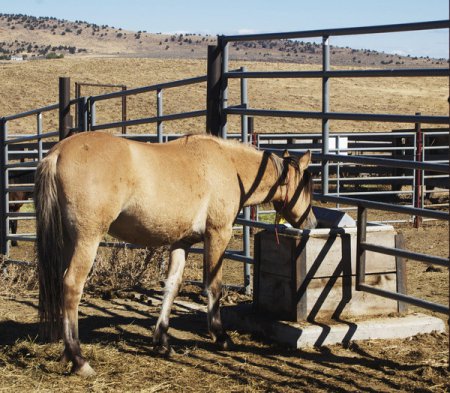 Фото Кигер-мустанга