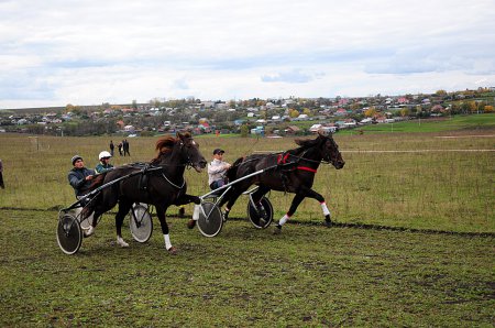 Традиционный конноспортивный турнир крестьянских коней "Кони Камаева поля" прошел в новом формате
