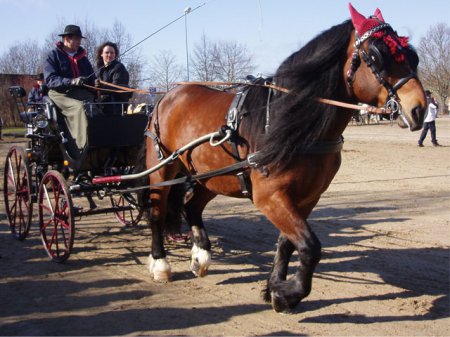 Фото норикийской лошади гнедой масти