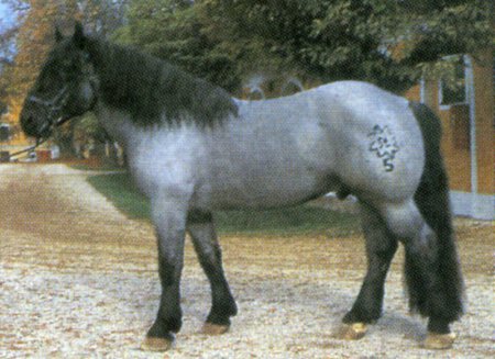 Фото норикийской лошади