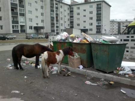 В столице Карелии бездомные лошади орудуют на помойках?