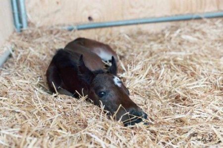 Фото жеребенка