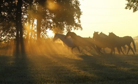 Фото табуна лошадей