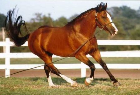 Лошади породы Ирландский гунтер: фото, описание, история происхождения