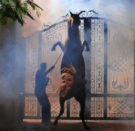 Кыргызские конники патентуют уникальные методы лечения лошадей, сохраняющиеся на протяжении 2 тыс. лет