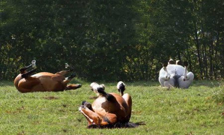 Фото трех лошадей