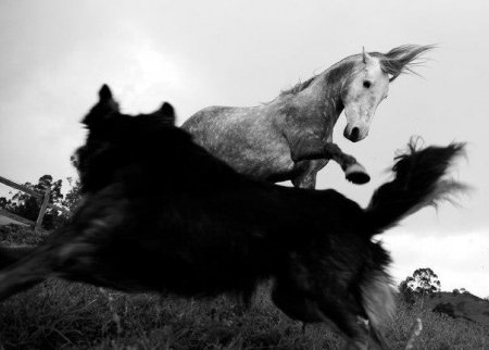 Фото лошади серой масти
