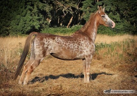 Фото лошади