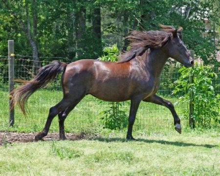Фото скачущей лошади