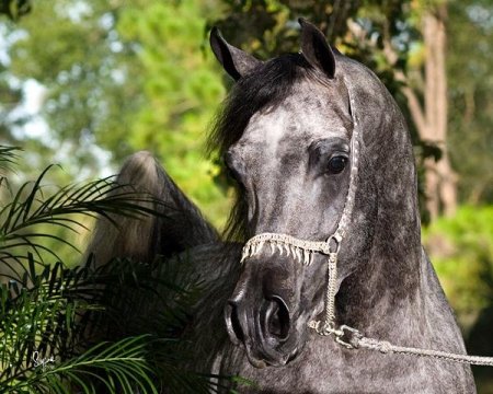 Фото лошади арабской породы серой масти