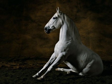 Фото серой лошади