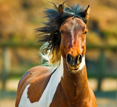 Фото лошади гнедо-пегой масти