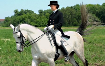 Фото выездки