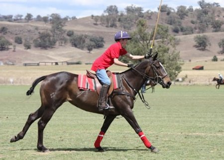 Фото поло пони