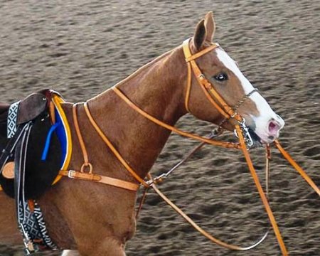 Фото поло пони рыжей масти