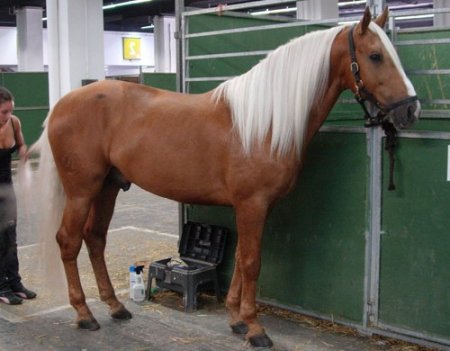 Фото лошади паломино