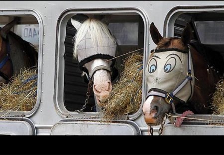 Транспортный стресс лошадей
