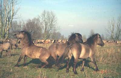 Фото тарпанов