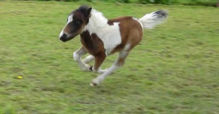 Фото жеребенка фалабелла