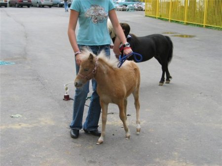 Фото мини лошади фалабелла