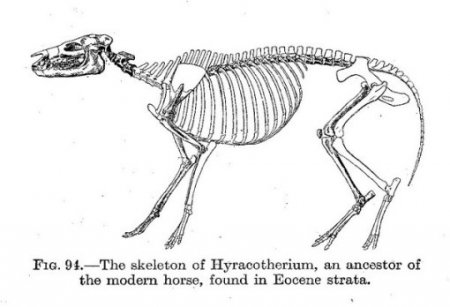 Скелет гиракотериума