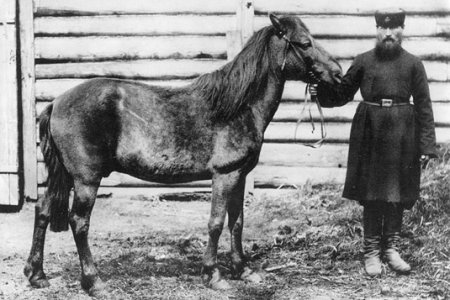 Фото тарпана из московского зоорпака