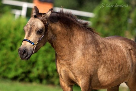 Американская миниатюрная кобыла Windemeres RADIANCE