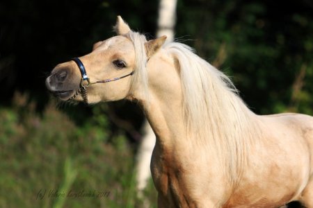 Соловый жеребец Shoshone, 68 см в холке