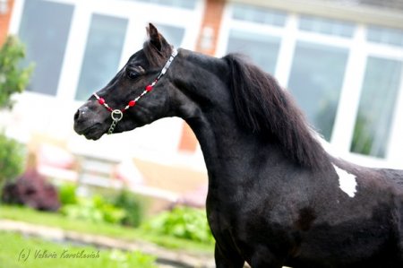 Жеребец Pearls  Dirty Harry, внук легендарного Buckeroo