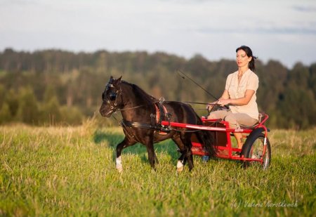 Жеребец Pearls  Dirty Harry, ЧК Идальго