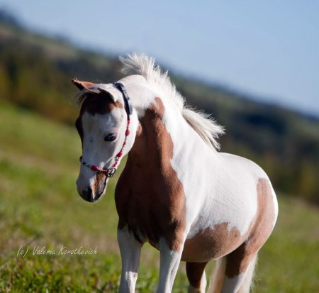 Великолепный жеребец Bronco, ЧК Идальго