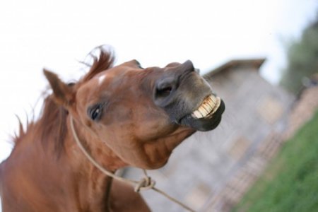 Фото лошади рыжей масти