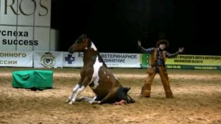 Цирковая дрессировка лошадей и пони. Смотреть обучающее видео про лошадей онлайн