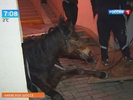 В Новой Москве конокрады заблокировали надземный переход украденными и испуганными лошадьми