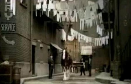 Рекламные ролики с лошадьми