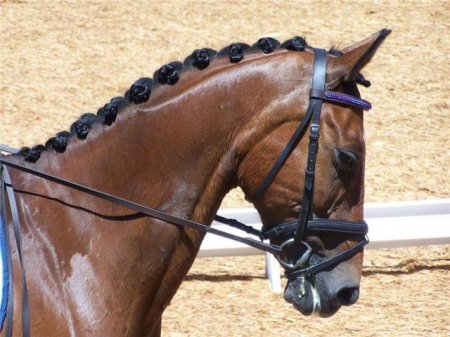 Фото лошади гнедой масти в сборе