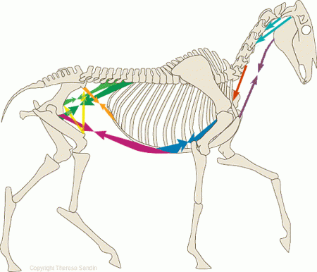 Мышцы нижней части туловища - грудные, брюшные, поясничные, тазобедренные (и мышцы, сгибающие шею)