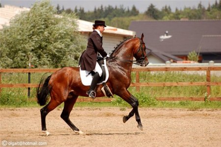 Фото гнедой лошади в сборе
