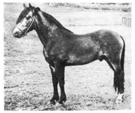 Жеребец Вереск, полесской упряжной породы