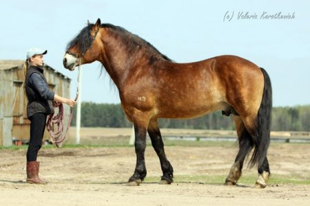 Хоккей 40 ( Колер 73 - Хмара 3) л. Анода производитель ГП ЖодиноАгроПлемЭлита (бывш. РУП Заречье)
