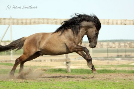 Шмель ( Луг - Шутка) л. Баяна, производитель ГП ЖодиноАгроПлемЭлита (бывш. РУП Заречье)