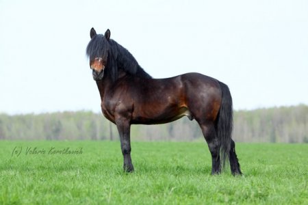 Гранд, л. орлика , принадлежит ГП ЖодиноАгроПлемЭлита (бывш. РУП Заречье)