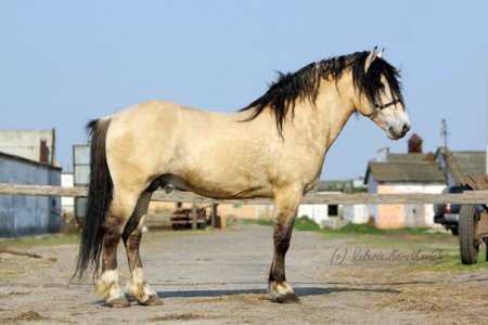 Плут 83 (Луг 16-Практика) 2001 г.р. белорусской упряжной породы линии Баяна СПК Полесская Нива