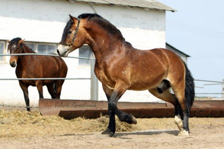 Хоккей ( Хмара - Коллер), л. Анода