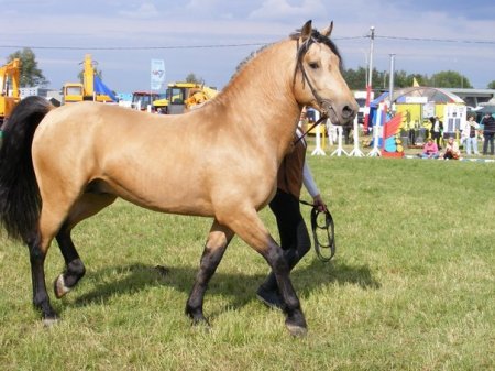 Закон (Зорька - Кортик) линия Заветного , рождён в  РСУП «Совхоз «Лидский»