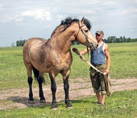 Жеребец Кортик ( Калина - Жарт) один из немногих представителей линии Заветного