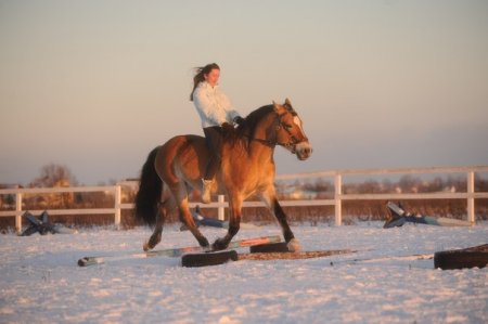 Жеребец Грохот, белорусский упряжной