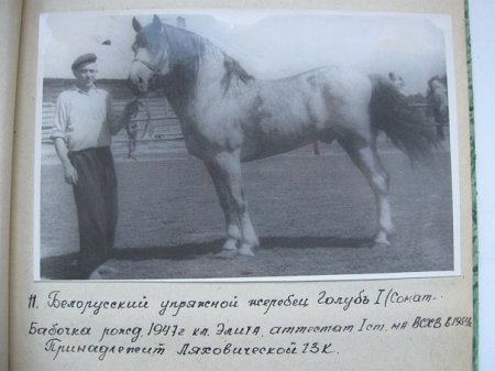 Основатель "затухшей" линии - Голубь