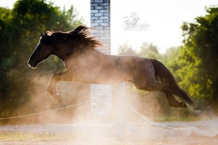Белорусский упряжной жеребец Шмель, л. Баяна