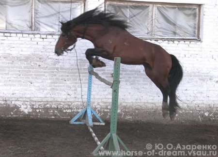 Жеребец Оскар